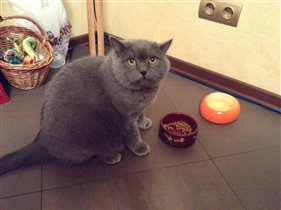 кот