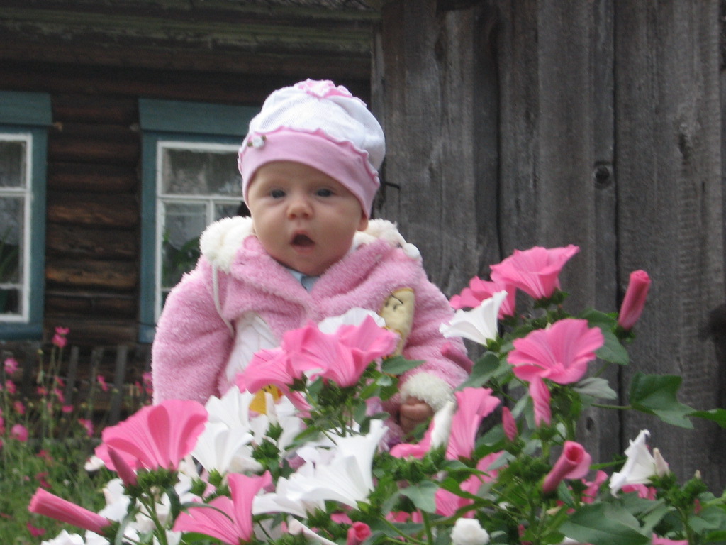 Канна. Уход, выращивание, размножение. Декоративно ...