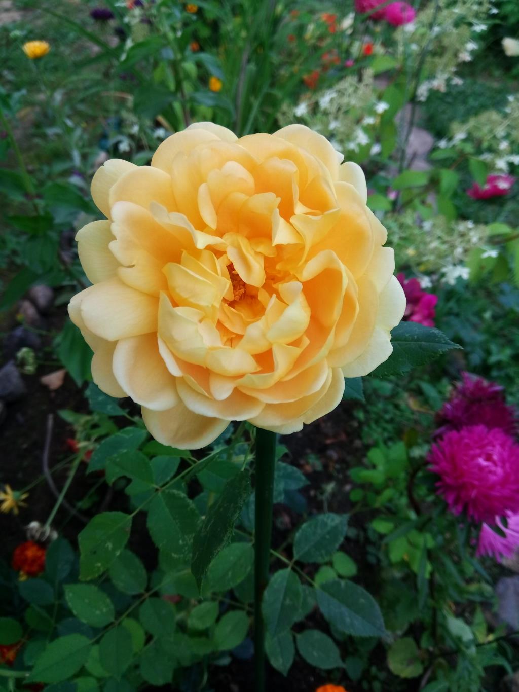 Голден Селебрейшен шар роза