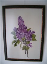 Silver Lining - Lavender Lilacs