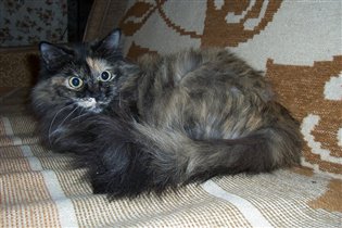 Кошка Тришка и ее хвост
