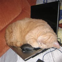 КОТ-бегемот