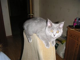 около года