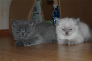 первый помет 03.02.09 - Сеня и Айк