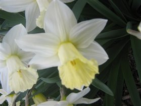 Нарцисс ранний белый с трубчатой серединкой