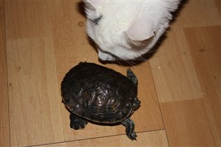 Черепаха с кошкой