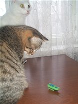 кошкам тоже понравился)))