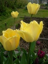 Тюльпан желтый бахромчатый