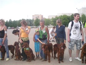 Вот мой красавец Бим ирландский сеттер.