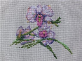 Dimentions - Orchids & Hummingbird