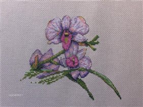 Dimentions - Orchids & Hummingbird
