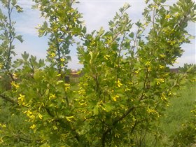 Кустарник