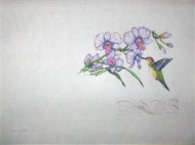 Dimentions - Orchids & Hummingbird