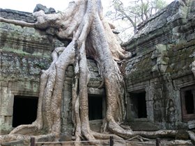 Дерево поглотило здание древнего храма