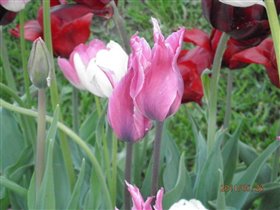 Тюльпан розовый пионоцветковый