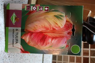 Apricot parrot