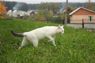 Кот на выгуле