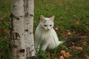 В засаде