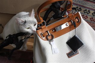 Сумка и кот