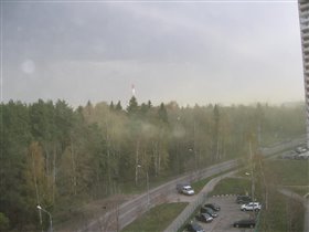 Пыльца