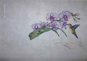 Dimentions - Orchids & Hummingbird