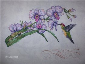 Dimentions - Orchids & Hummingbird