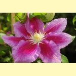 Clematis Hania 