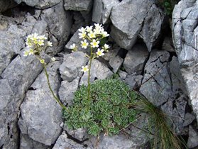 Saxifraga paniculata 'Ria' 