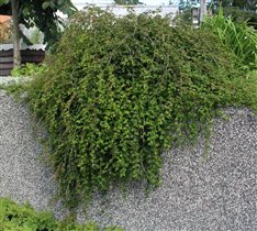 Стефанандра Stephanandra incisa Crispa