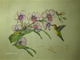Dimentions - Orchids & Hummingbird