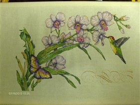 Dimentions - Orchids & Hummingbird