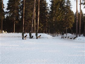 питомник