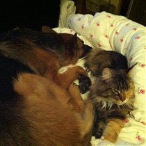 Cat&dog