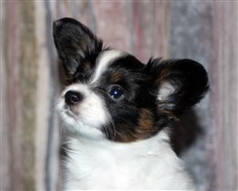 Кексик 1.5 месяца