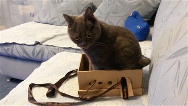 примеряем домик от басика 