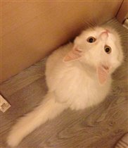 Че