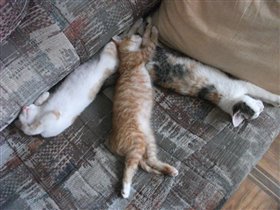 Коты