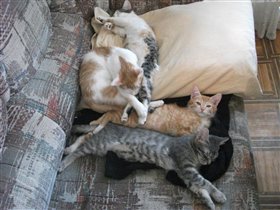 коты 3