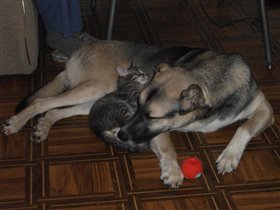 коты 4