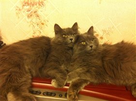 Эрни и Эмилен, коты сибирские, окрас solid blue 