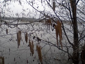 Зацвела ольха.