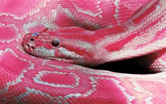 удивительно и мило, розовая змея