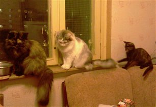 3 кошки