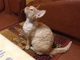 Наша кудрявая шерстка)