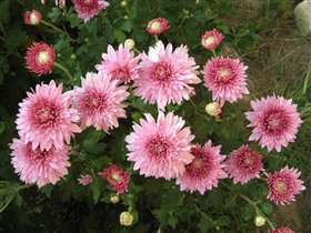 Хризантема розовая, средне-крупная