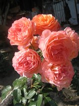 розы от Helen_sun - eura (Chippendale)