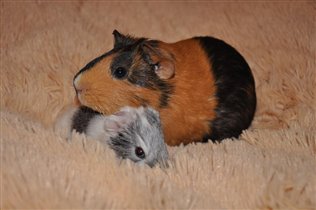 С новогодним подарком:)