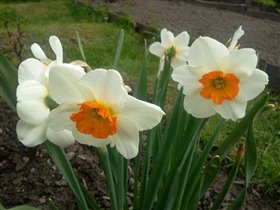 Нарцисс NARCIS BELLA VISTA,