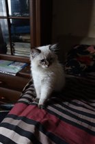 Мастер Шифу. Утро.первого дня дома.