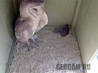 Веб-камера в гнезде сов